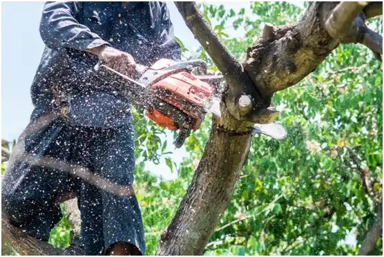 tree services Corsicana